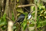 Thumbnail for File:Pohnpei Flycatcher.jpg