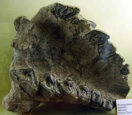 Protypotherium leptocephalum koponya a berlini Természetrajzi Múzeumban (Museum für Naturkunde)