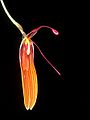 Restrepia nittiorhyncha