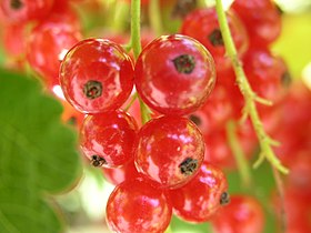 Currants