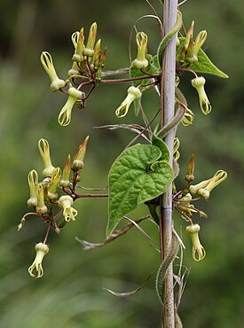 Riocreuxia torulosa