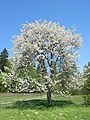 Tree in flower, Germany