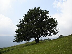 Euroopanpyökki (Fagus sylvatica)