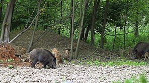 Harce pasiaków(2) (Wild boar sow with piglets(2))