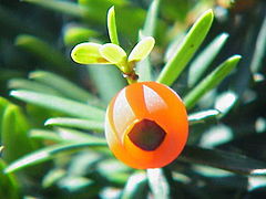 Taxus cuspidata - Taxaceae.