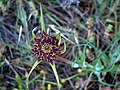 Tragopogon porrifolius flower Closeup Dehesa Boyal de Puertollano, Spain