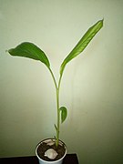 Turmeric leaves.jpg