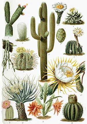 Iomete el la diverseco de la Cactaceae: 1-Nopalea coccinellifera 2-Cephalocereus senilis 3-Cereus giganteus 4-Mammillaria longimamma 5-Rhipsalis paradoxa 6-Echinocactus longihamatus 7-Echinopsis oxygona 8-Cereus grandiflorus 9-Echinocereus pectinatus 10-Leuchtenbergia principis 11-Phyllocactus ackermanni 12-Melocactus communis