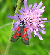 Zygaena viciae 01.jpg