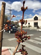 2015-03-25 13 54 24 Freeman's Maple flowers at Idaho Street (Interstate 80 Business) and 8th Street in Elko, Nevada.JPG