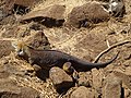 Conolophus subcristatus. Una iguana terrestre de Galápagos en la Isla Seymour Norte de las islas Galápagos.