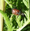 Scarab beetle at the site