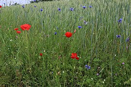 Ackerrandstreifen mit Klatschmohn, Kornblume, Acker-Stiefmütterchen und Feldsalat im Landschaftsschutzgebiet Laushalde.jpg