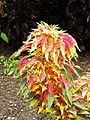 ハゲイトウ Amaranthus tricolor