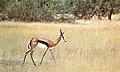 gacela saltarina de El Cabo, springbok (hembra)