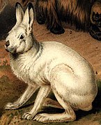 Arktisk fauna, Nordisk familjebok (Lepus arcticus).jpg