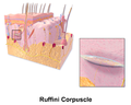 Ilustracija Ruffinijevog tijela