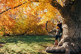 Brookline, United States (Unsplash).jpg