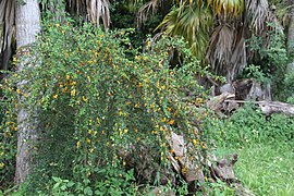 Brya Ebenus (Jamaican Rain Tree, Jamaican Ebony) (28591759490).jpg