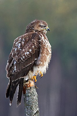 Buizerd