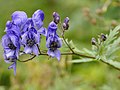 Coda de lëuf bruma (aconitum napellus) sa Bula.