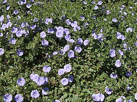 Convolvulus mauritanicus.