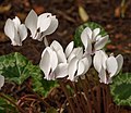 Cyclamen hederifolium.