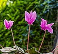 Cyclamen purpurascens.