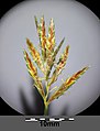 Spikelets