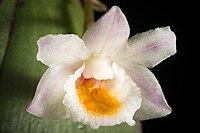 Dendrobium pseudolamellatum