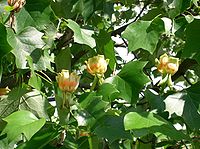 Tulip tree