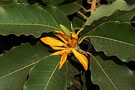 Magnolia champaca flowers from Villupuram dt IMG 3897.JPG