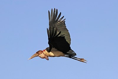 Marabou stork