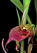 Masdevallia angulata