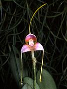 Masdevallia purpurella