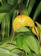 Masdevallia triangularis