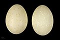 * Nomination eggs of red-breasted merganser - Oeufs de Harle huppé --Ercé 06:45, 22 November 2018 (UTC) * Promotion  Support Good quality.--Famberhorst 06:57, 22 November 2018 (UTC)