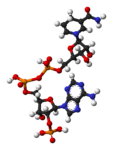 Molekylmodell av NADPH