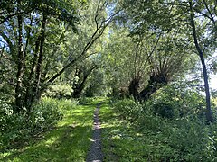 Weg gesäumt mit Weiden (nördl. Bereich)