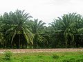 Palmplantage in Magdalena, Colombia. Het land is een van de vijf grootste producenten van palmolie ter wereld.