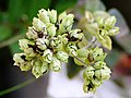 Dried oregano in the wild