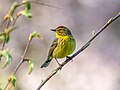 Image 75Palm warbler in Green-Wood Cemetery