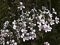 im Goegap N.R., Namaqualand, Northern Cape, South Africa