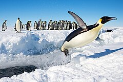 次席: An Emperor Penguin (Aptenodytes forsteri) in Antarctica jumping out of the water. Attribution: Christopher Michel (CC BY 2.0)