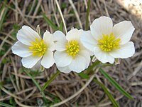 Ranunculus pyrenaeus