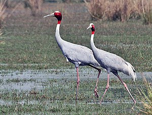 Sarus crane