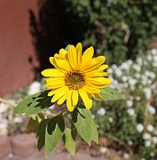 Sonnenblume3.JPG