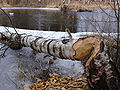 Tree being destroyed by beaver