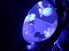Waikiki Aquarium Jellyfish.jpg