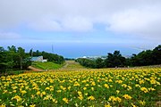 オーンズ春香山ゆり園（2013年8月）